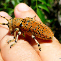 Acacia Longicorn Beetle (Leanne's Beetle)