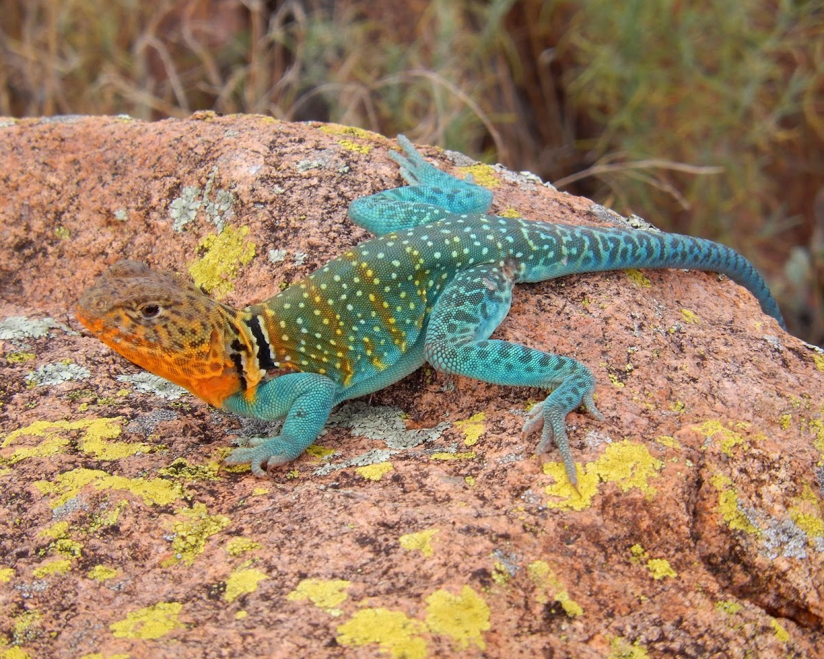 Common Collared Lizard