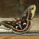 Cecropia Moth