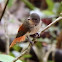 Rufous-Winged Philentoma