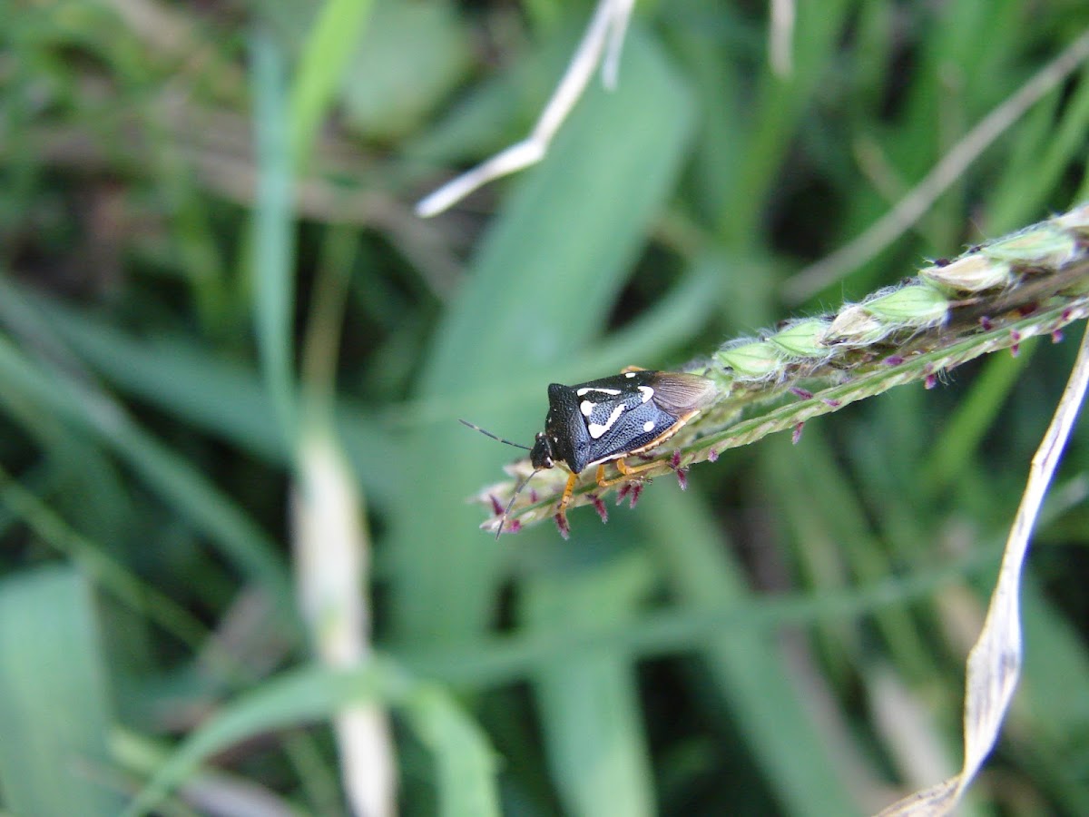 Black Stink Bug