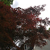 Japanese Maple