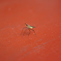 Banana-stalk Fly