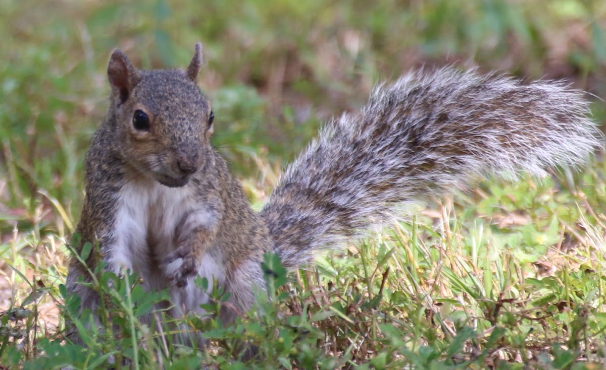 Eastern Gray Squirrel