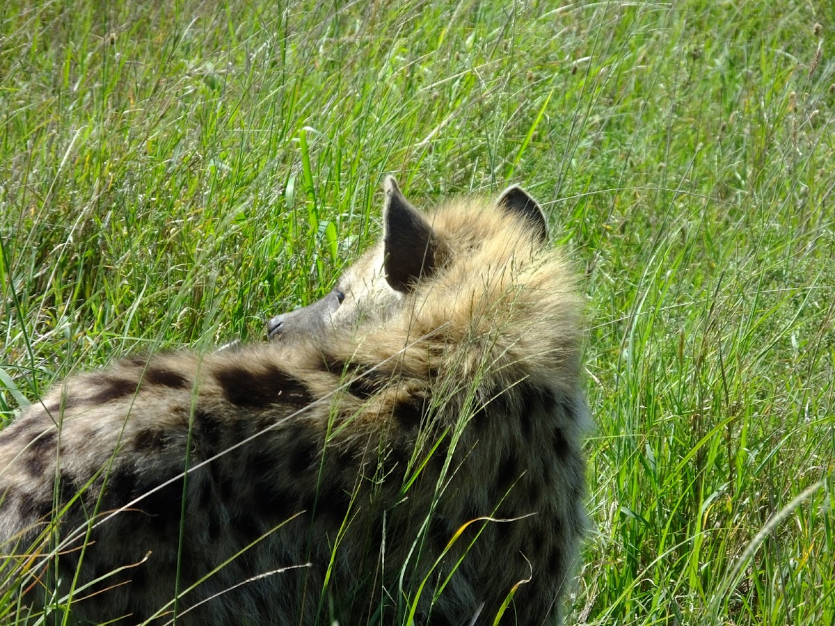 spotted hyena