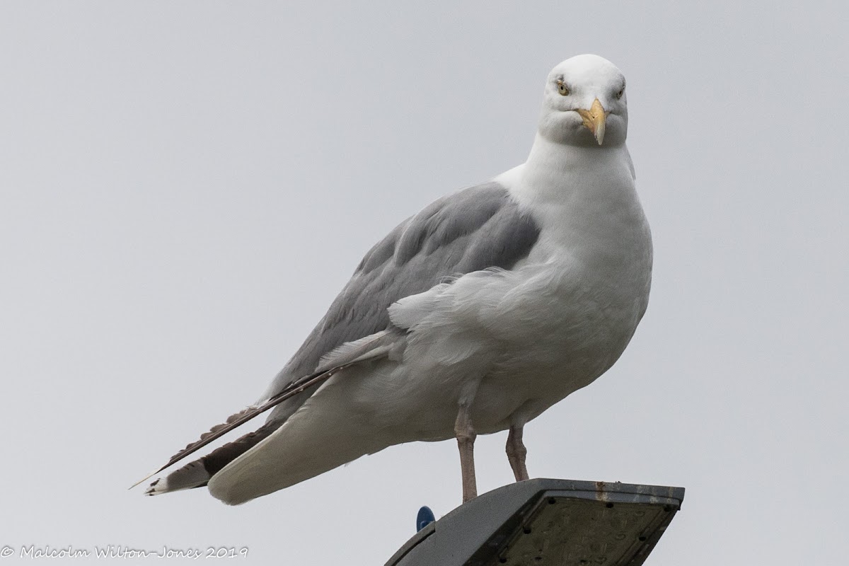 Herring Gull