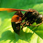 Banded Paper Wasp