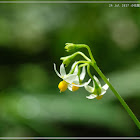 Solanum americanum 小花龍葵