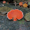 Southern Cinnabar Polypore