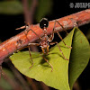 Australian bull ant