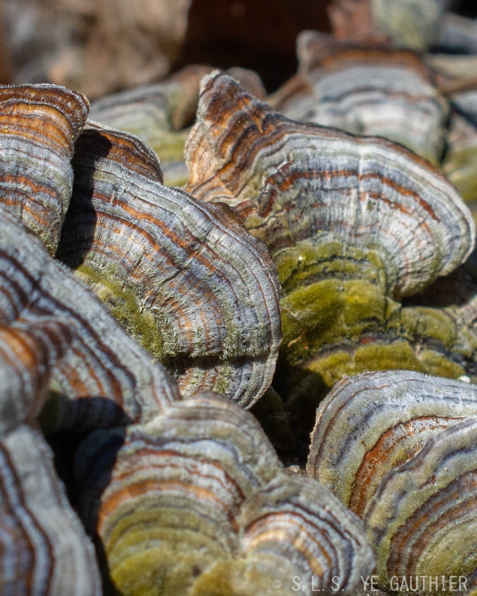 Turkey tail