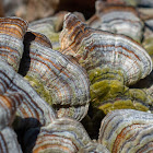 Turkey tail