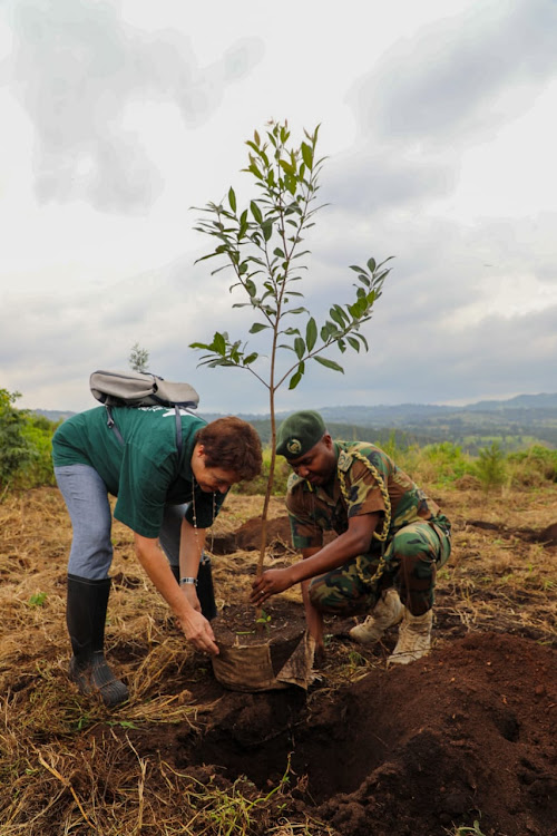 The French Ambassador to Kenya and Somalia Aline Küster-Menager with Kenya Forest Service Chief Conservator of Forests Julius Kamau during the launch of Mau Reforestation Project at Dundori forest station in Nakuru county.