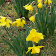 COMETS Spring Backyard EcoSystem