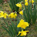 Daffodil