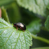 gold metallic leaf beetle