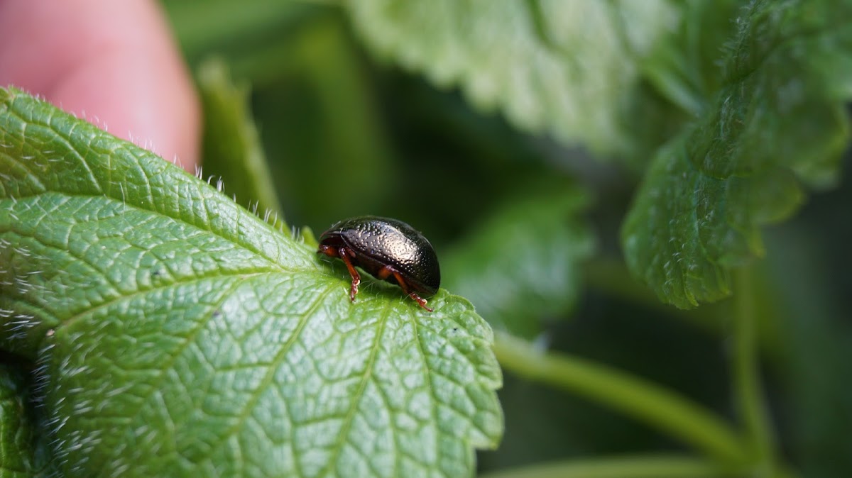 gold metallic leaf beetle