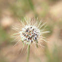 Dwarf dandelion