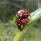 Multicolored Asian Lady Beetle