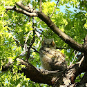 Great Horned Owl fledgling