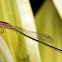 Pygmy Dartlet