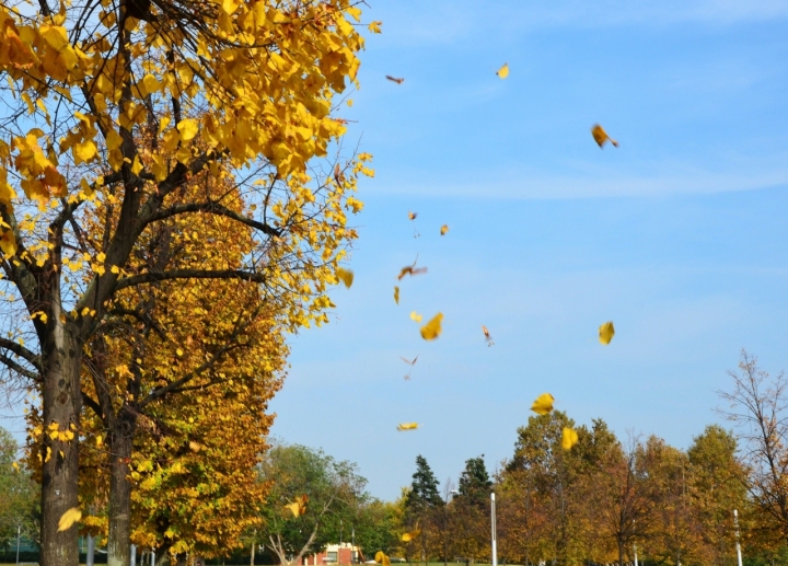 Come d'autunno sugli alberi le foglie. di vichy