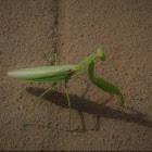 giant asian mantis