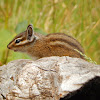 Townsend's Chipmunk