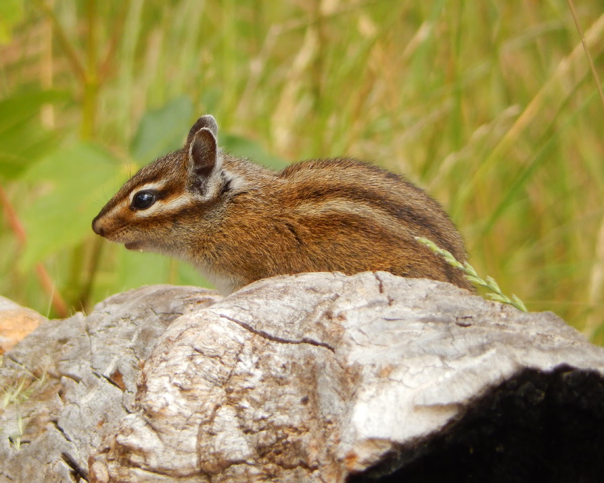 Townsend's Chipmunk