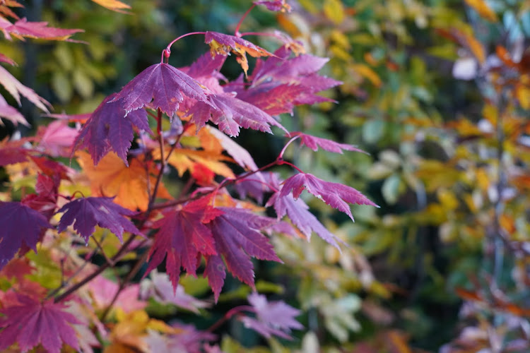 ヴェゼルの紅葉・右斜め前写真展に関するカスタム事例の投稿画像3枚目