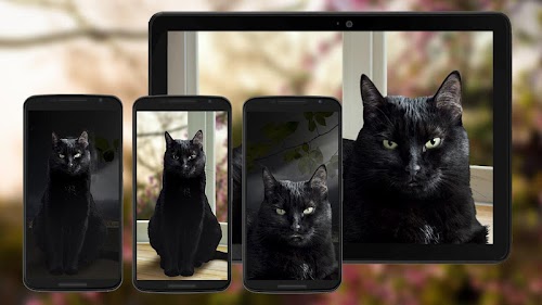 Android application Black Kitty Cat Live Wallpaper screenshort