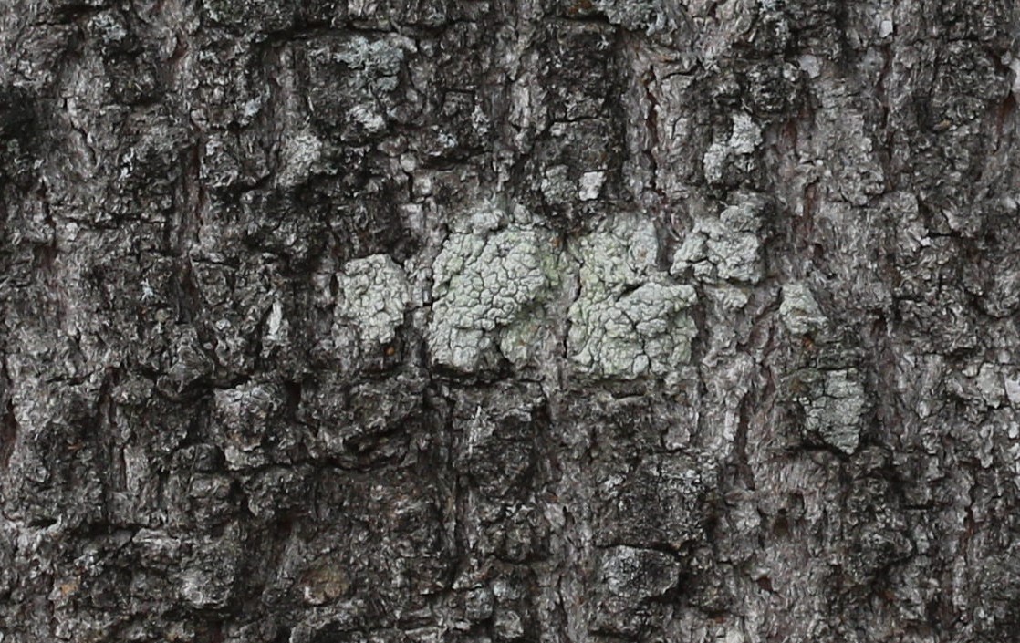 Lichen