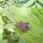 Leaf Footed Bug