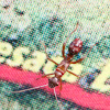 Broad-Headed Bug (Nymph)