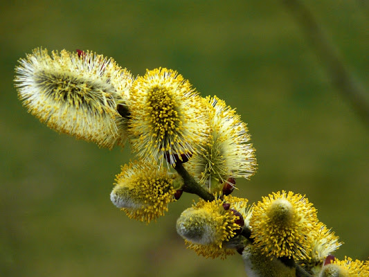 Segnale di primavera di VILLA MARIO