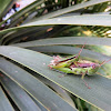 Grasshoppers (mating)