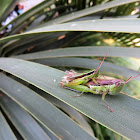 Grasshoppers (mating)