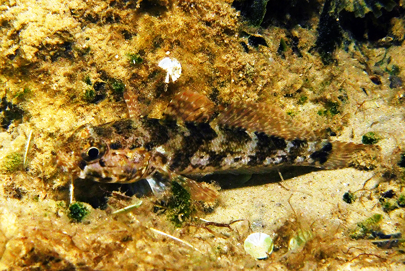 Rock Goby