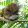 Collared Puffbird