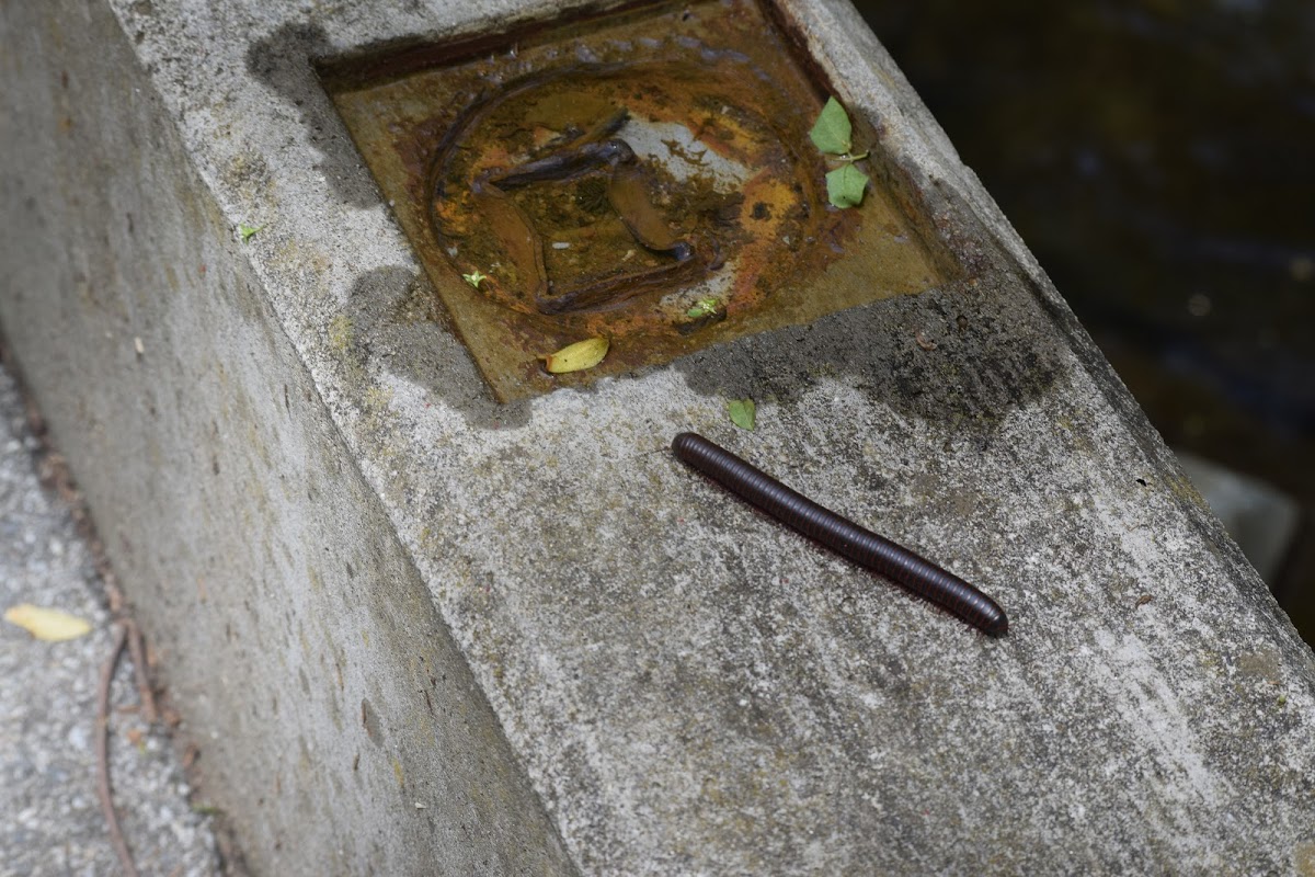 North American Millipede