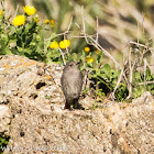 Black Redstart; Colirrojo Tizón