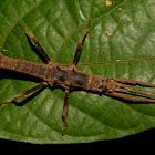 Stick Insect, Phasmid - Male