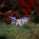 Flabellina pedata