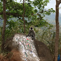 Tufted gray langur