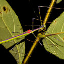 Stick Insect, Phasmid - Female