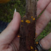 Fan-shaped Jelly-Fungus