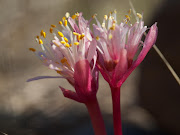 Only 10-15 centimetres high, Haemanthus pumilio is one of the smallest paintbrush lilies. The plants usually flower during March and April, before the leaves develop. This species prefers to flower after fire, when there is less competition from other vegetation.