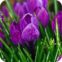 Purple Flower Wallpaper