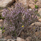 Pink flowers