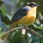 Snowy-crowned Robin-Chat